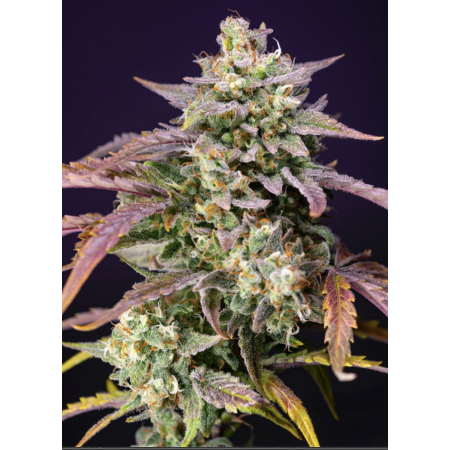 Purple Punch OG XL Auto